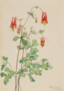 American Columbine (Aquilegia canadensis), 1919. Creator: Mary Vaux Walcott