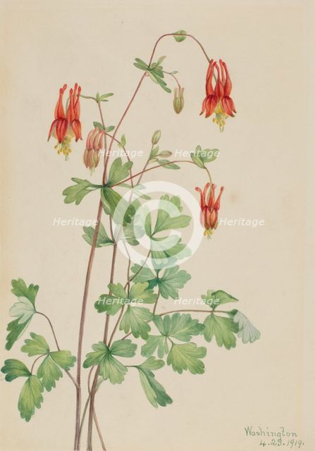American Columbine (Aquilegia canadensis), 1919. Creator: Mary Vaux Walcott.