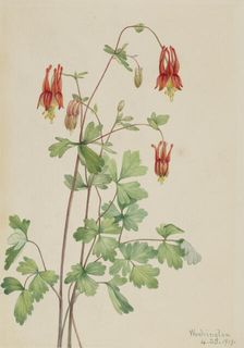 American Columbine (Aquilegia canadensis), 1919. Creator: Mary Vaux Walcott