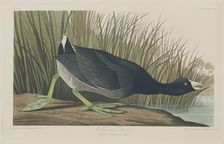 American Coot, 1835. Creator: Robert Havell