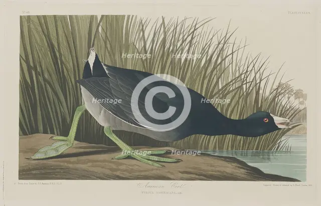 American Coot, 1835. Creator: Robert Havell.