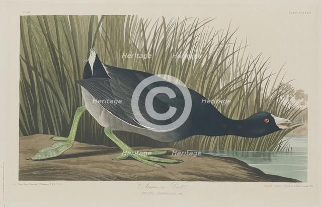 American Coot, 1835. Creator: Robert Havell.