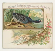 American Coot, from the Game Birds series (N40) for Allen & Ginter Cigarettes, 1888-90. Creator: Allen & Ginter