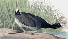 American Coot, Fulica Americana, 1845