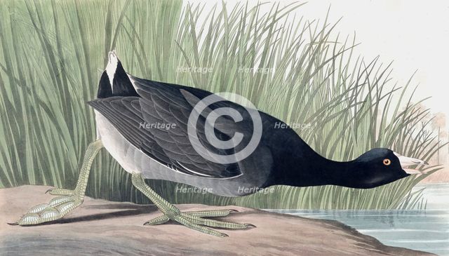 American Coot, Fulica Americana, 1845.