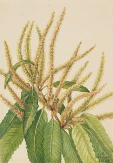 American Chestnut (Castanea dentata), 1932. Creator: Mary Vaux Walcott