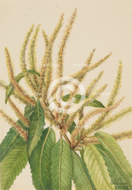 American Chestnut (Castanea dentata), 1932. Creator: Mary Vaux Walcott.