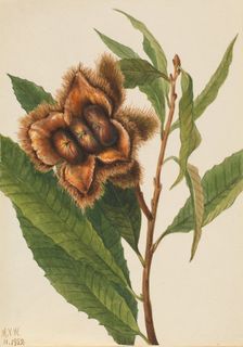 American Chestnut (Castanea dentata), 1932. Creator: Mary Vaux Walcott