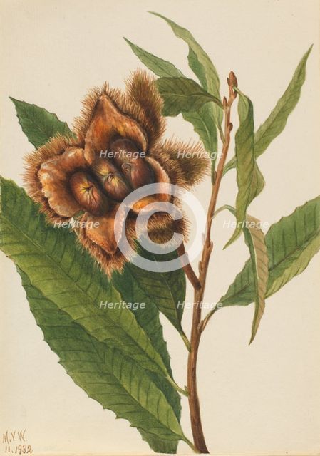 American Chestnut (Castanea dentata), 1932. Creator: Mary Vaux Walcott.