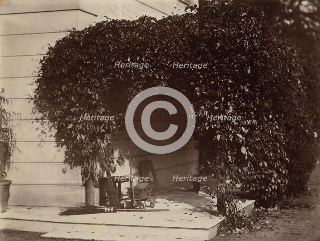American Creeper, Blake House, 1860. Creator: Alfred Capel-Cure.
