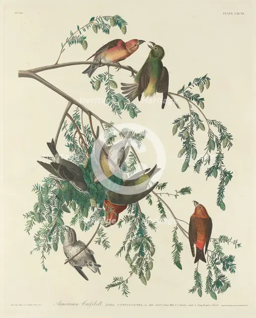 American Crossbill, 1834. Creator: Robert Havell.