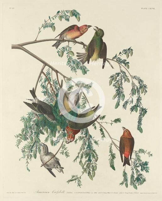 American Crossbill, 1834. Creator: Robert Havell.