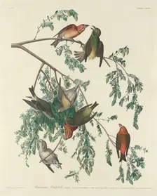 American Crossbill, 1834. Creator: Robert Havell