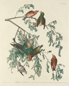 American Crossbill, 1834. Creator: Robert Havell