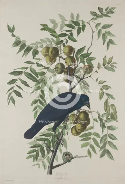 American Crow, 1833. Creator: Robert Havell.