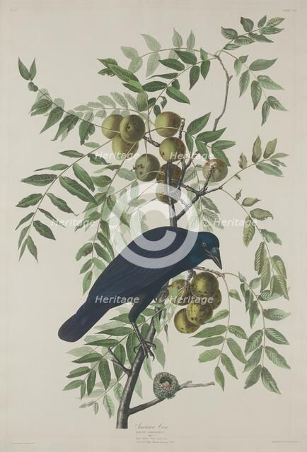 American Crow, 1833. Creator: Robert Havell.