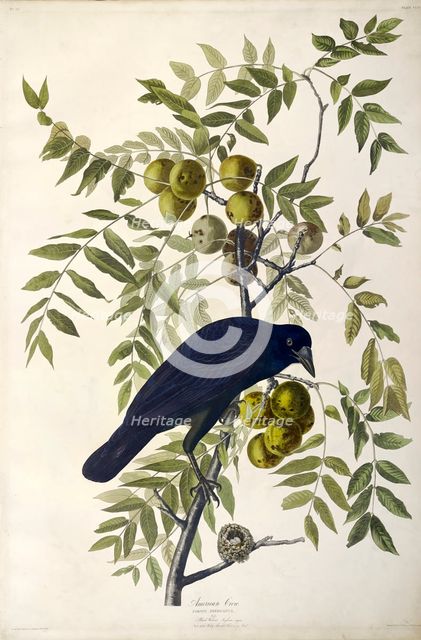 American Crow, Corvus Americanus, 1845.