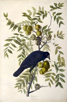 American Crow, Corvus Americanus, 1845