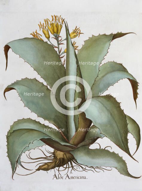 American Aloe (Aloe Americana), 1613. Artist: Unknown