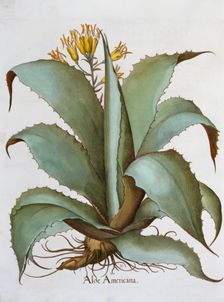 American Aloe (Aloe Americana), 1613. Creator: Unknown