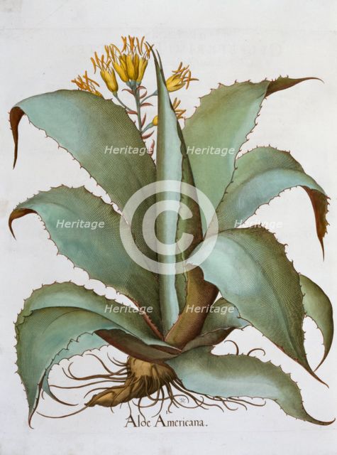 American Aloe (Aloe Americana), 1613. Creator: Unknown.