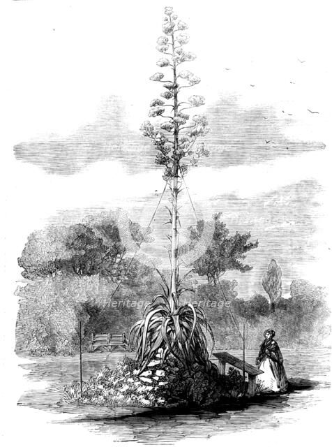 American Aloe in Bloom in the Gardens of the Royal Botanic Society, Regent's Park, 1858. Creator: Unknown.