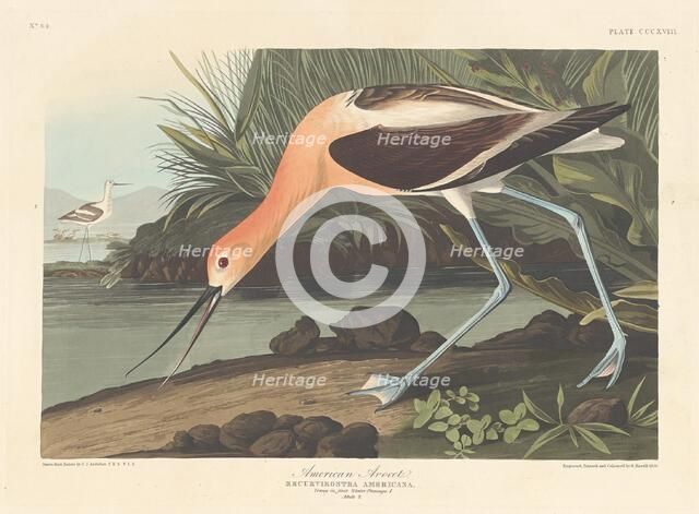 American Avocet, 1836. Creator: Robert Havell.