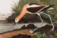 American Avocet, Recurvirostra Americana, 1845