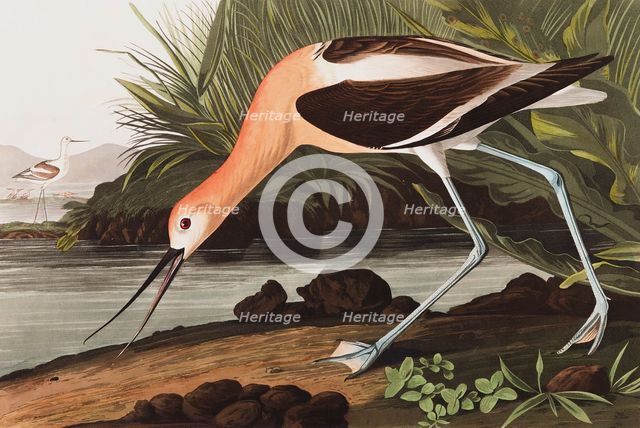 American Avocet, Recurvirostra Americana, 1845.