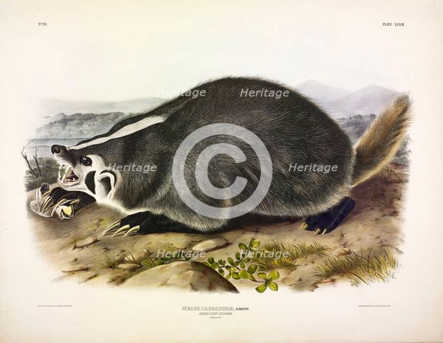 American Badger, Meles Labradoria, 1845.