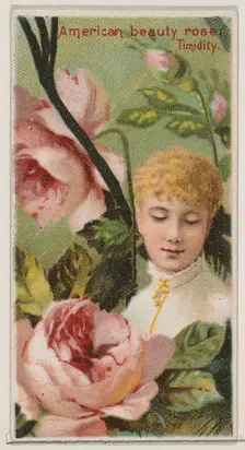 American Beauty Rose: Timidity, from the series Floral Beauties and Language of Flowers (N..., 1892. Creator: Donaldson Brothers