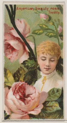 American Beauty Rose: Timidity, from the series Floral Beauties and Language of Flowers (N..., 1892. Creator: Donaldson Brothers