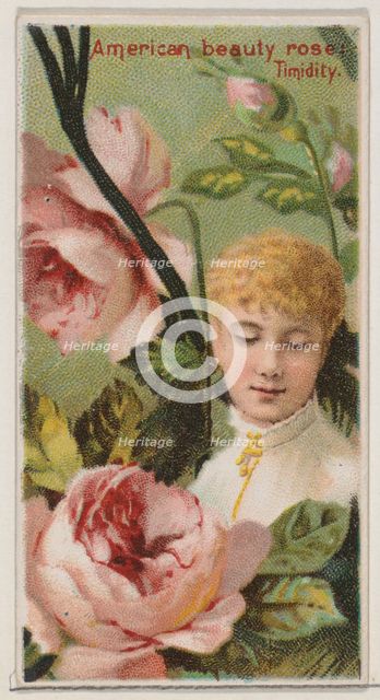 American Beauty Rose: Timidity, from the series Floral Beauties and Language of Flowers (N..., 1892. Creator: Donaldson Brothers.