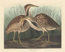 American Bittern, 1836. Creator: Robert Havell