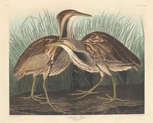 American Bittern, 1836. Creator: Robert Havell