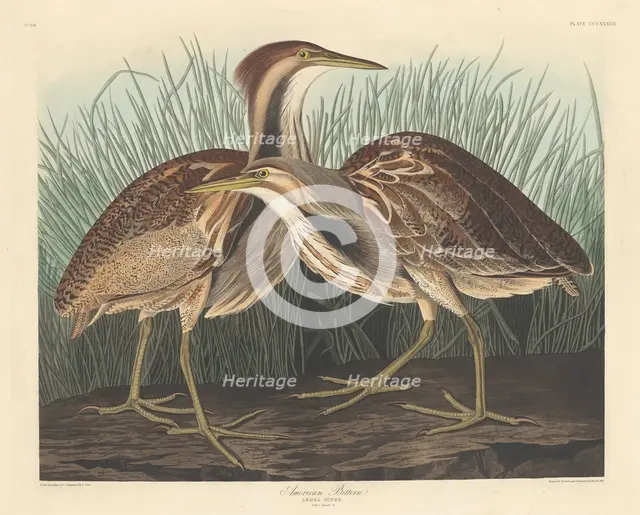 American Bittern, 1836. Creator: Robert Havell.