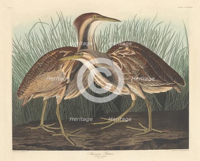 American Bittern, 1836. Creator: Robert Havell.