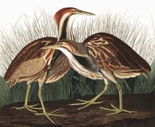 American Bittern, Botaurus Lentiginosus, 1845