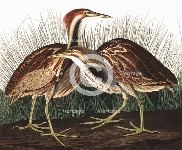American Bittern, Botaurus Lentiginosus, 1845.