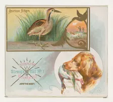 American Bittern, from the Game Birds series (N40) for Allen & Ginter Cigarettes, 1888-90. Creator: Allen & Ginter