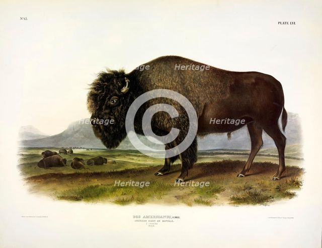 American Bison, Bos Americanus, 1845.