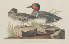American Green-Winged Teal, 1834. Creator: Robert Havell