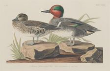 American Green-Winged Teal, 1834. Creator: Robert Havell