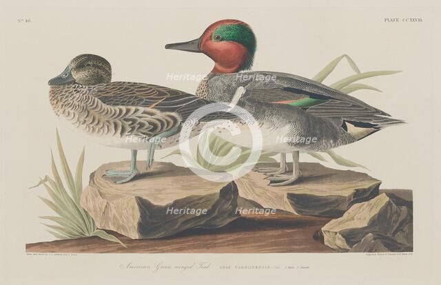 American Green-Winged Teal, 1834. Creator: Robert Havell.