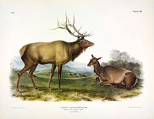 American Elk, Cervus Canadensis, 1845