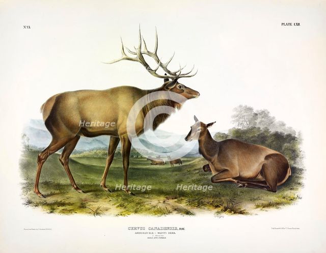 American Elk, Cervus Canadensis, 1845.