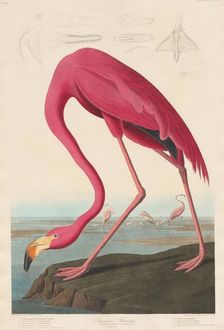 American Flamingo, 1838. Creator: Robert Havell