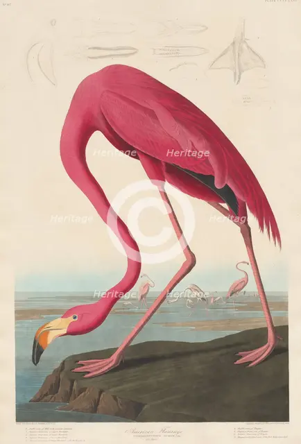 American Flamingo, 1838. Creator: Robert Havell.