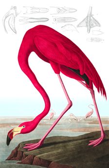 American Flamingo, Phoenicopterus Ruber, 1845