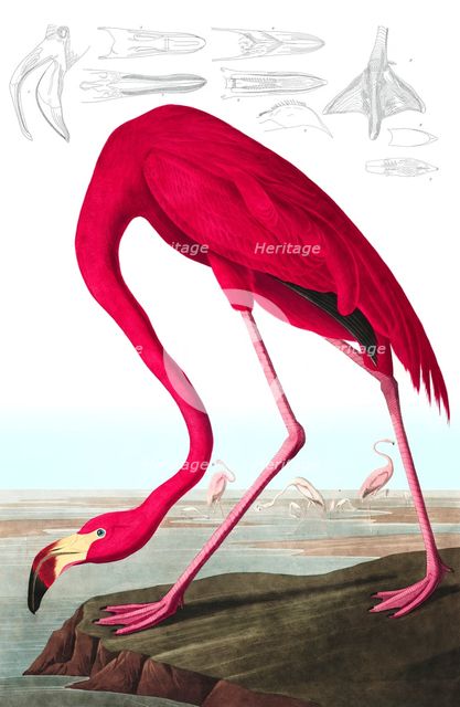 American Flamingo, Phoenicopterus Ruber, 1845.